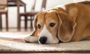 Natural pain relief for dogs with acupuncture